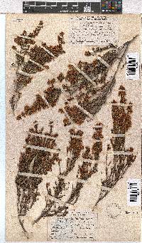 Erica curvirostris image