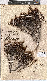 Erica curvirostris image