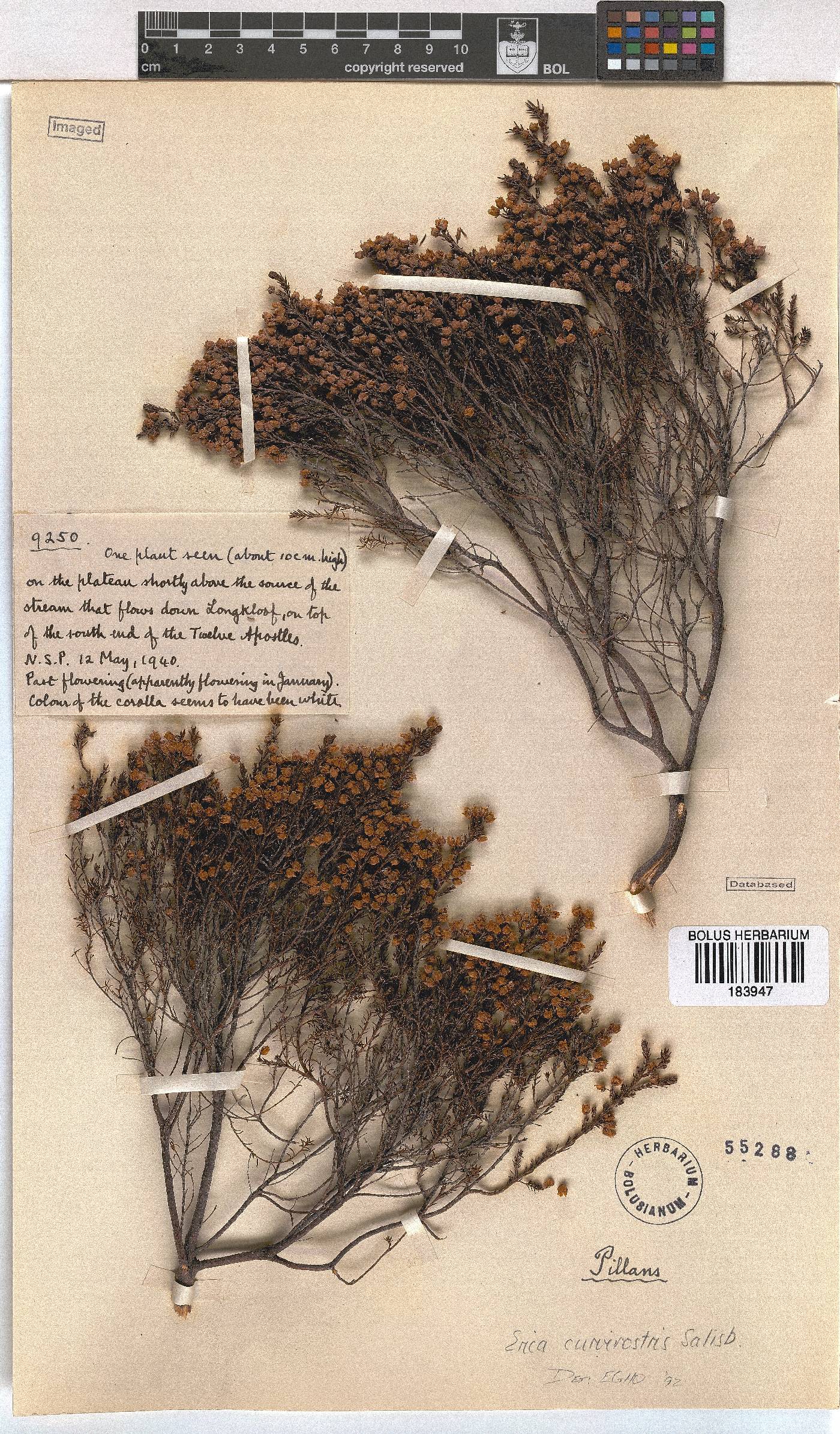 Erica curvirostris image
