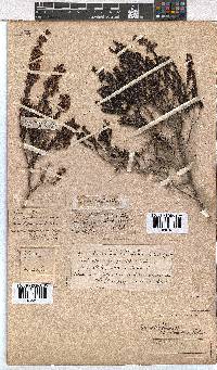 Erica curvirostris image