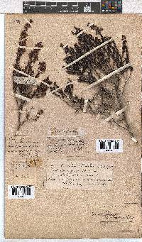 Erica curvirostris image