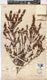 Erica curvirostris image