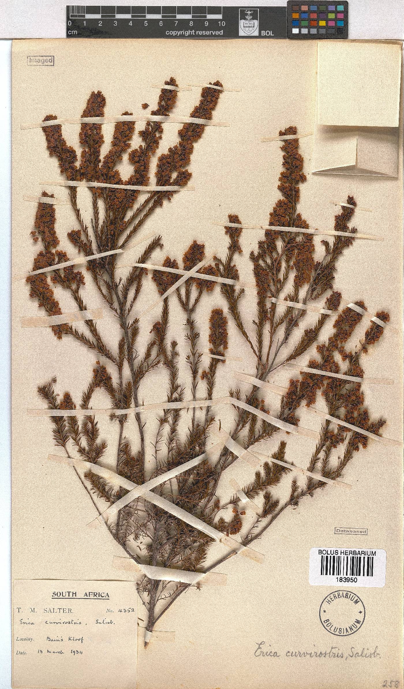 Erica curvirostris var. curvirostris image