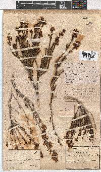 Erica curvirostris image