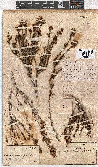 Erica curvirostris image