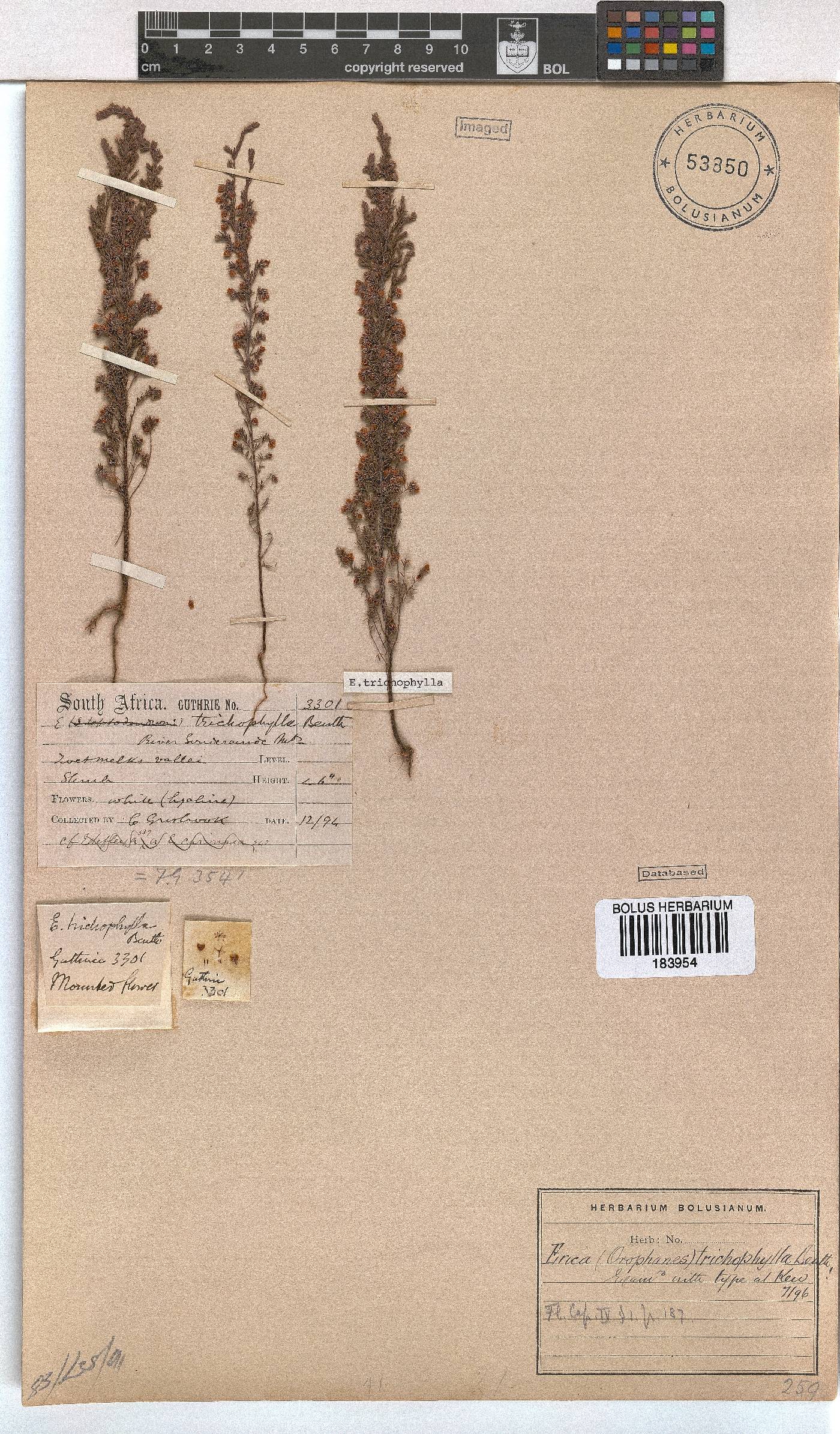 Erica trichophylla image