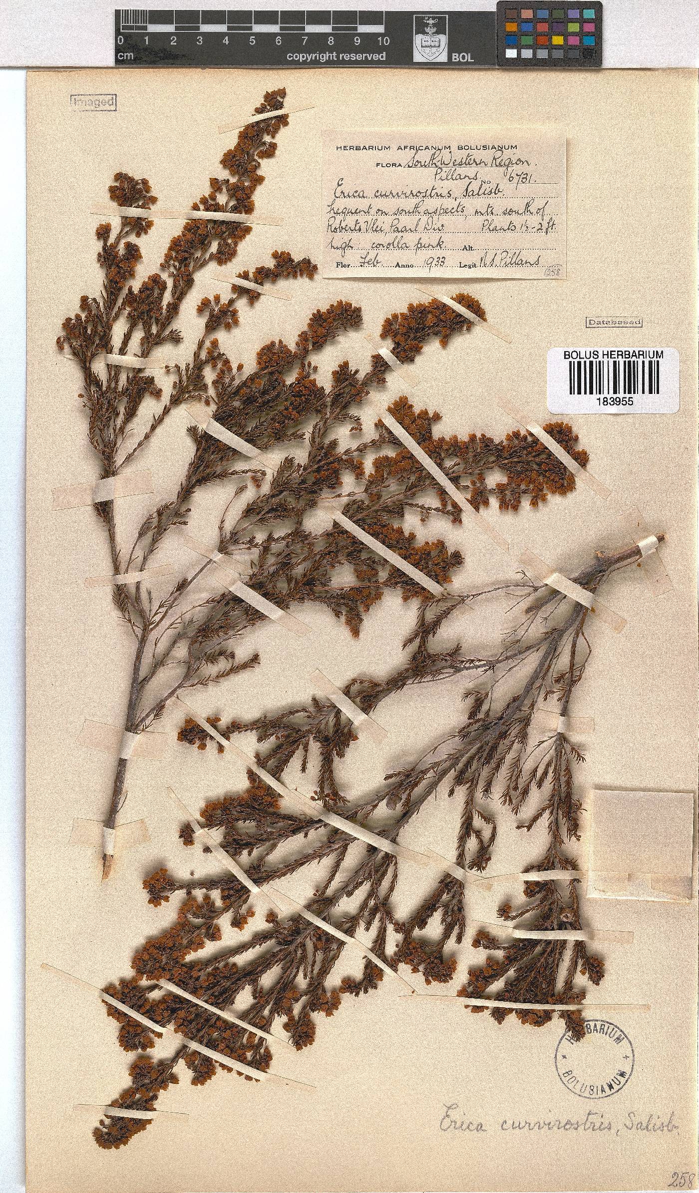 Erica curvirostris var. curvirostris image