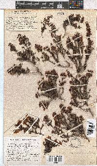 Erica curvirostris image