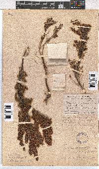 Erica curvirostris image