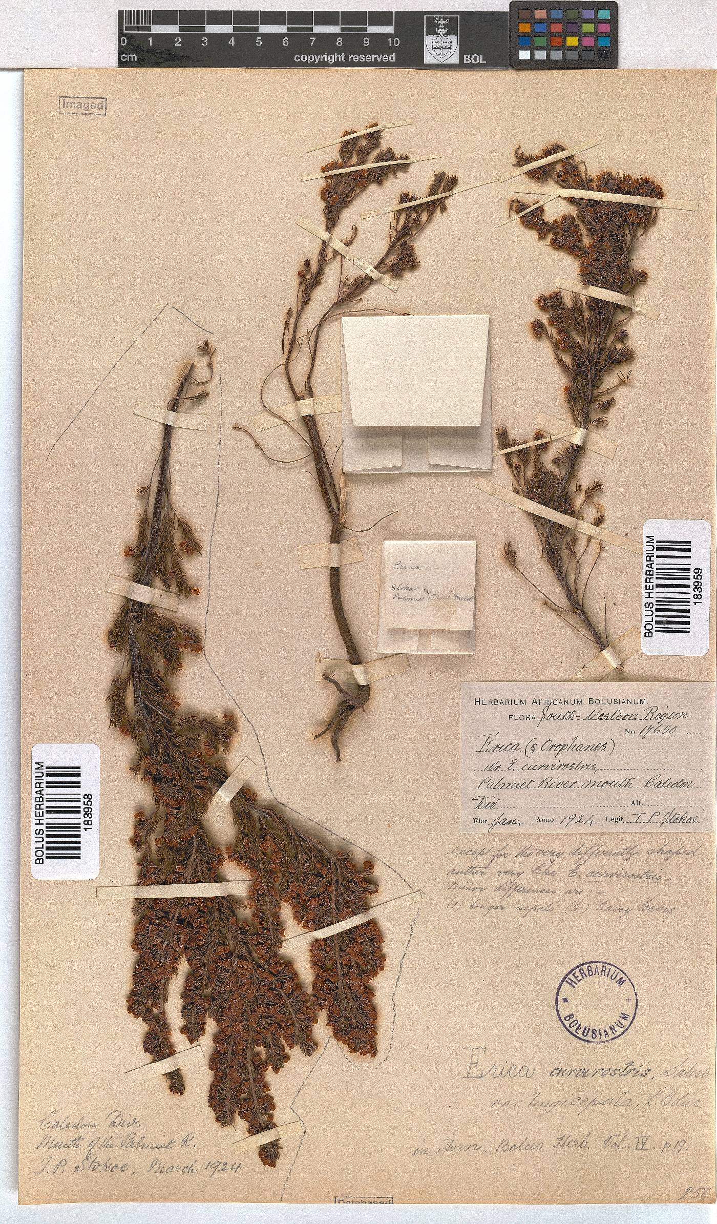 Erica curvirostris var. longisepala image