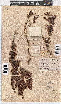 Erica curvirostris image