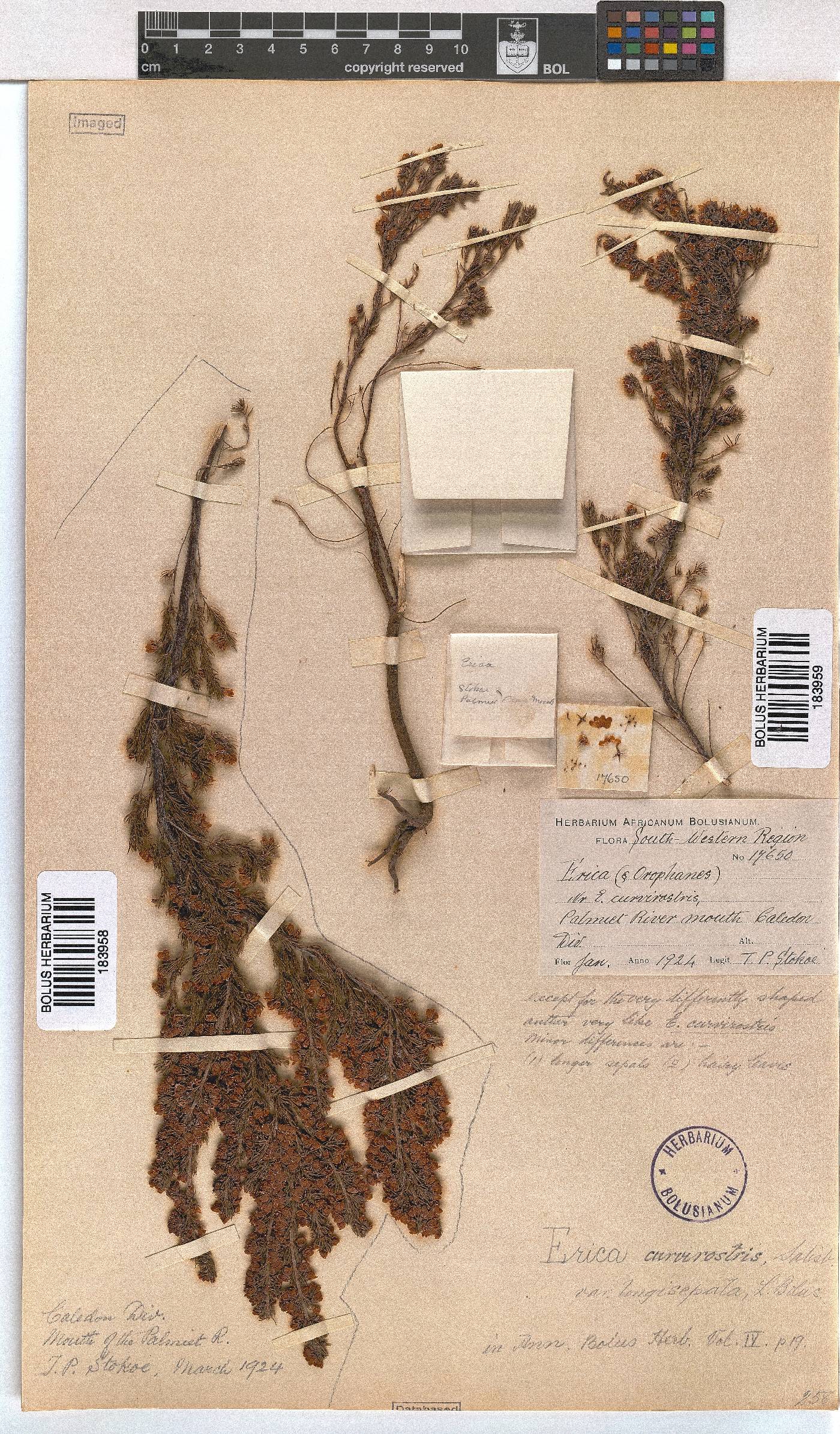 Erica curvirostris var. longisepala image