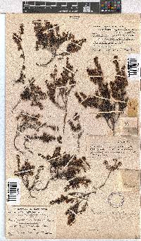 Erica curvirostris image