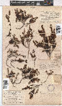 Erica curvirostris image