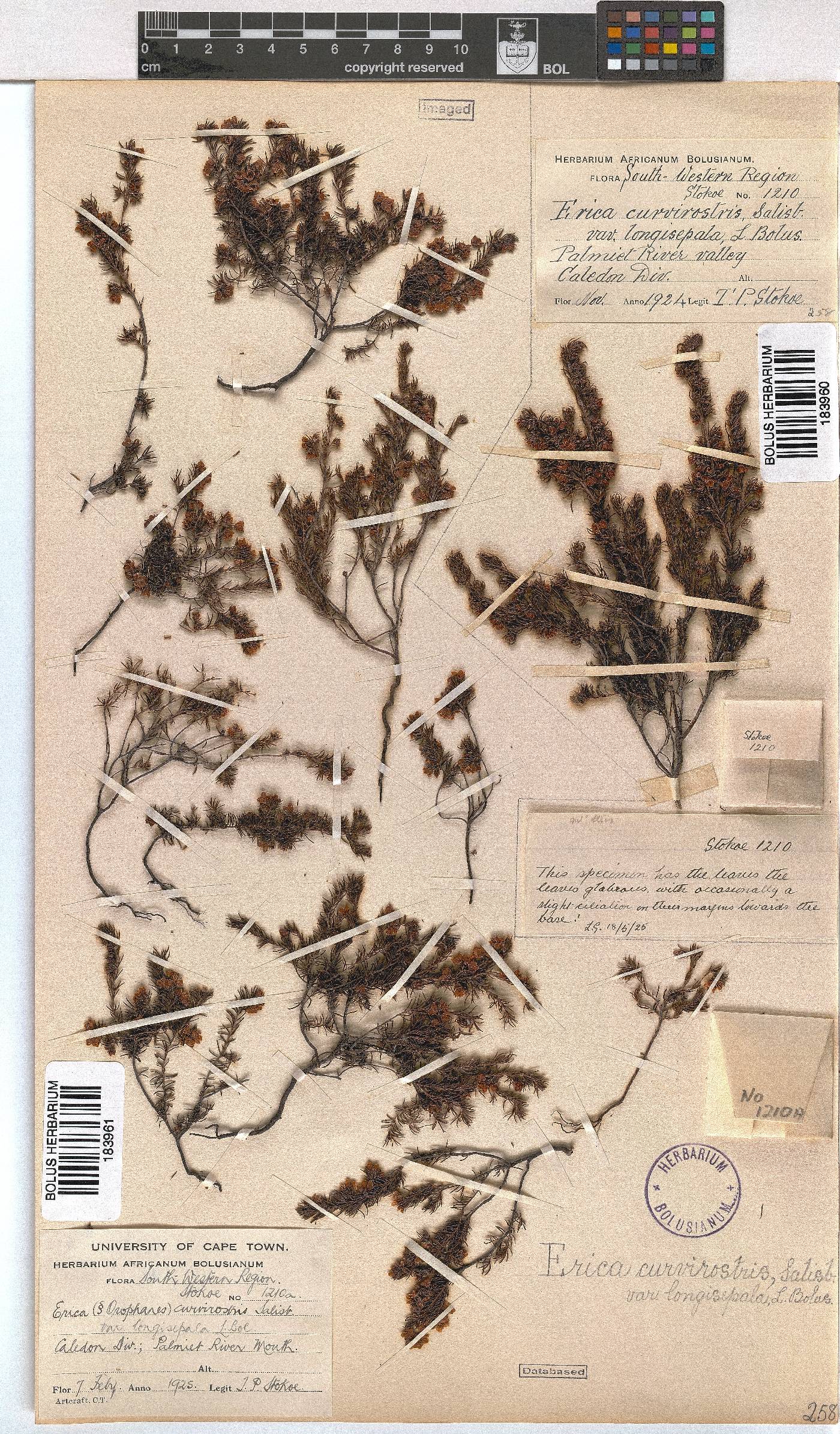 Erica curvirostris var. longisepala image