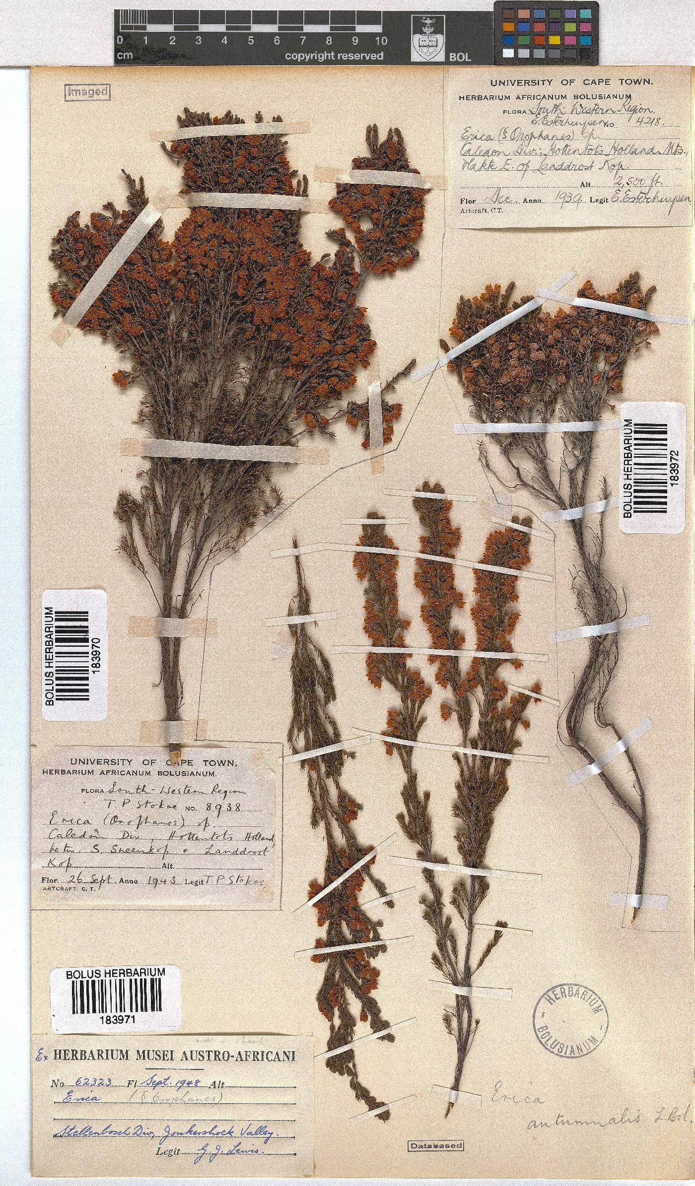 Erica autumnalis image