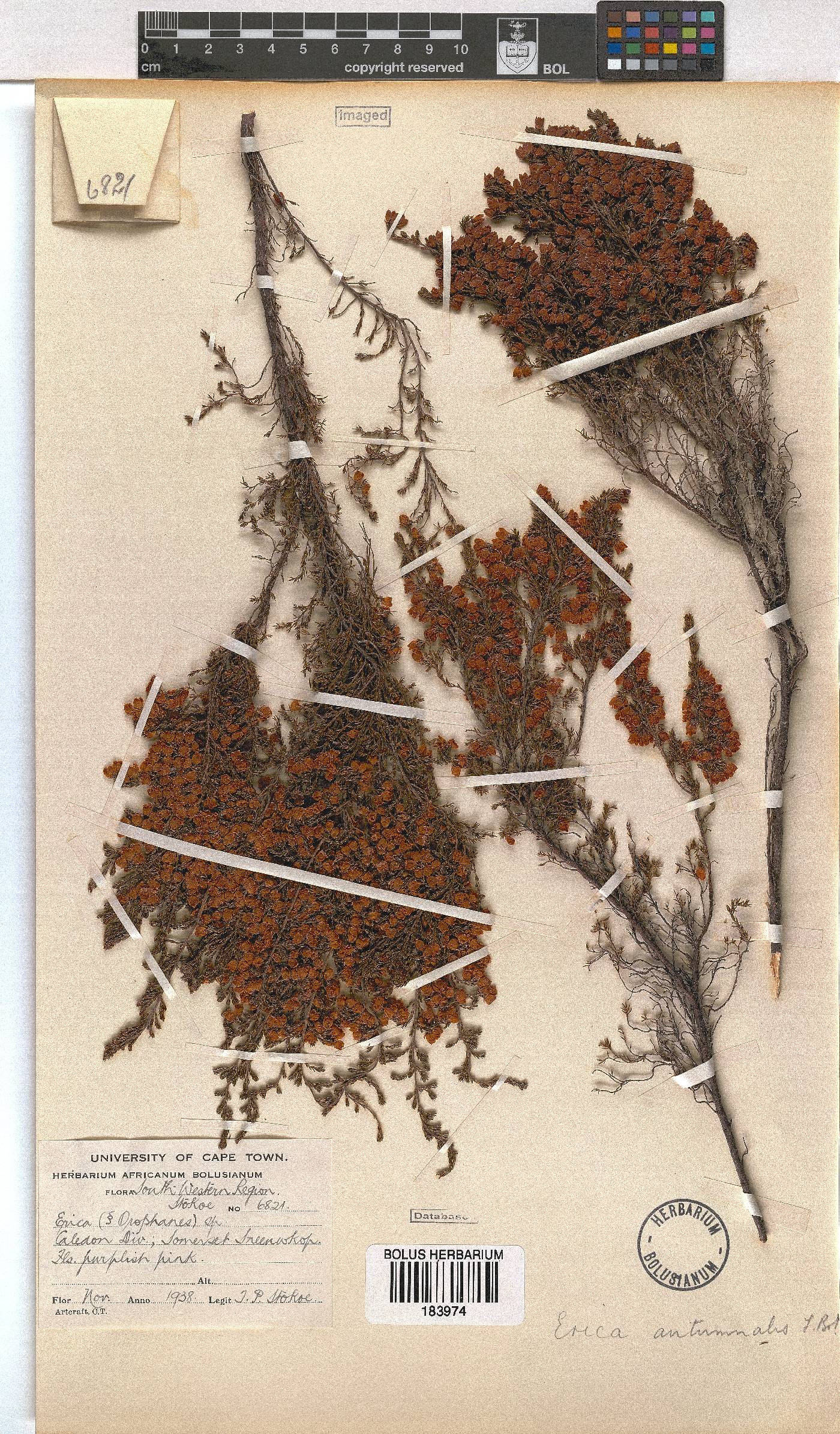 Erica autumnalis image