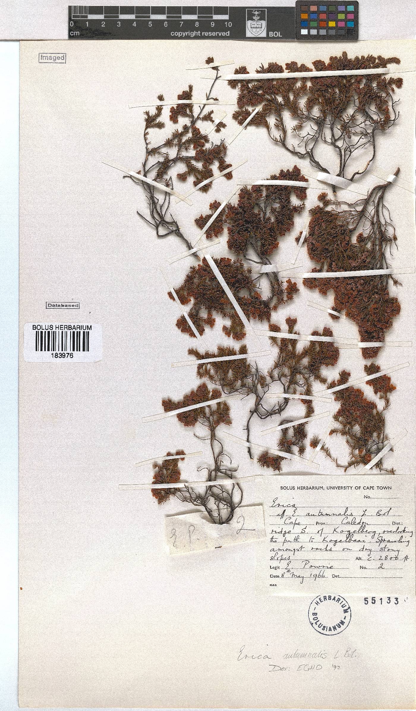 Erica autumnalis image