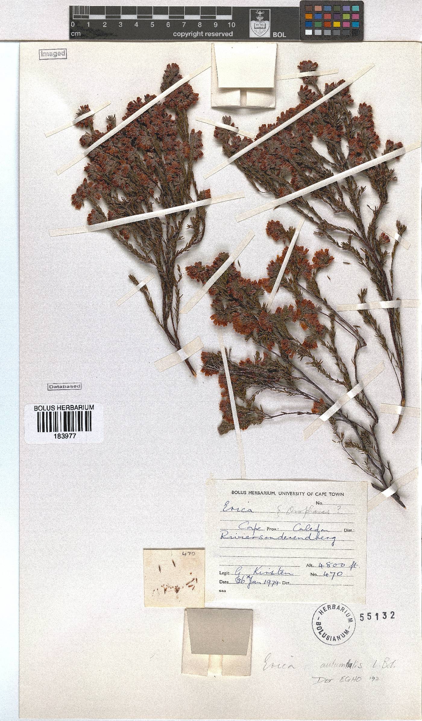 Erica autumnalis image