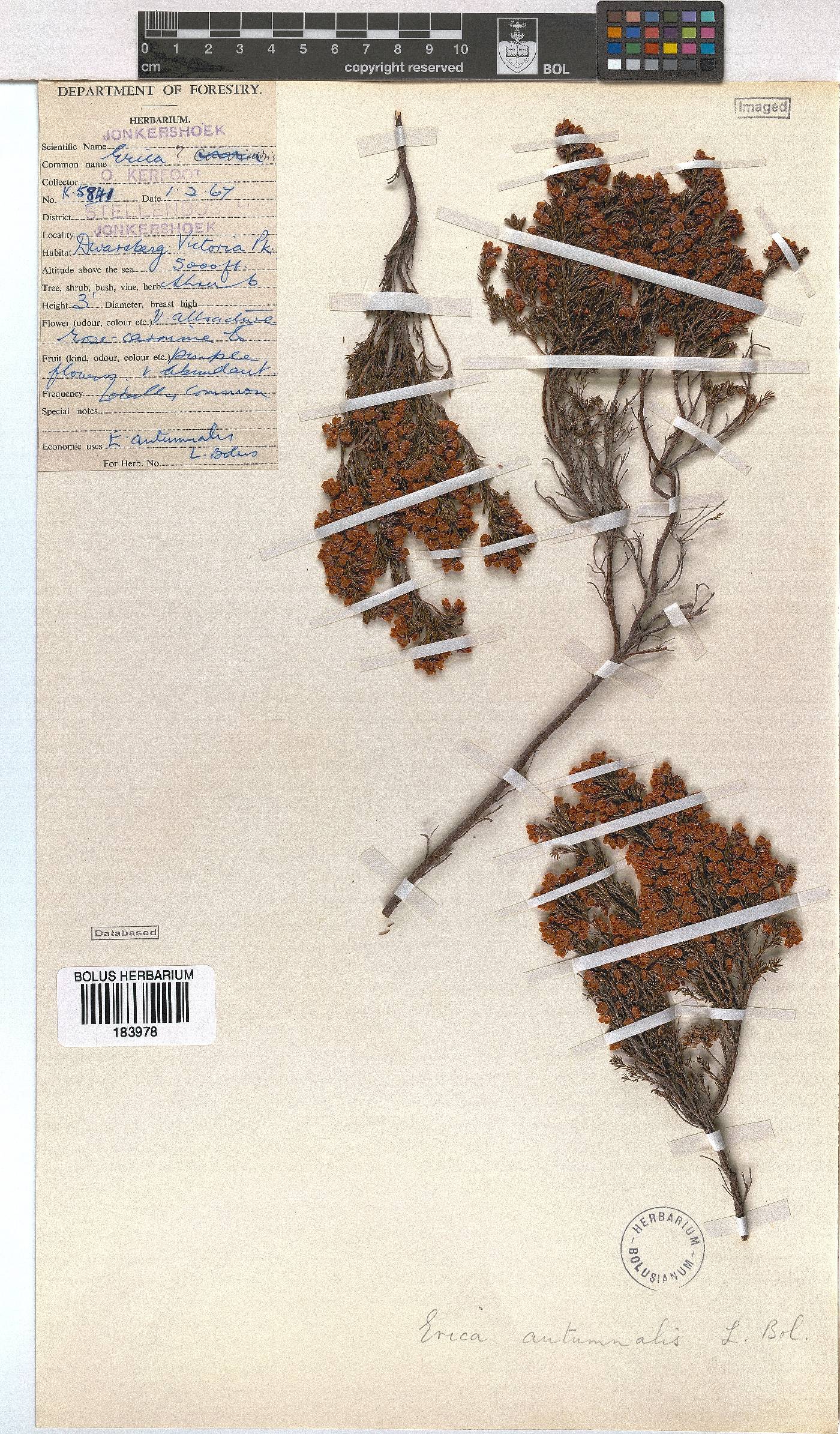 Erica autumnalis image