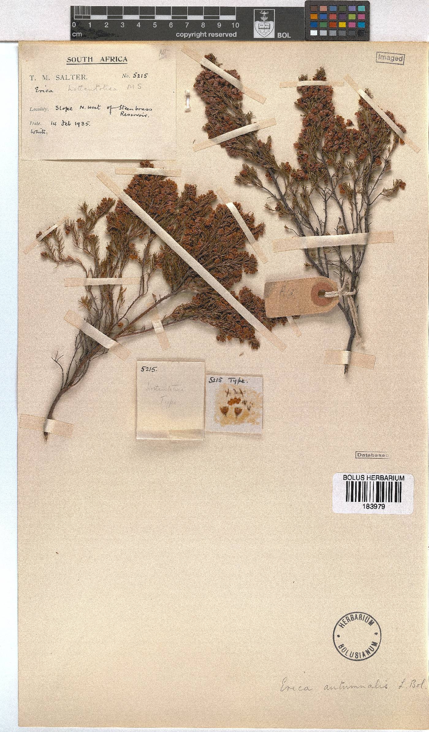 Erica autumnalis image