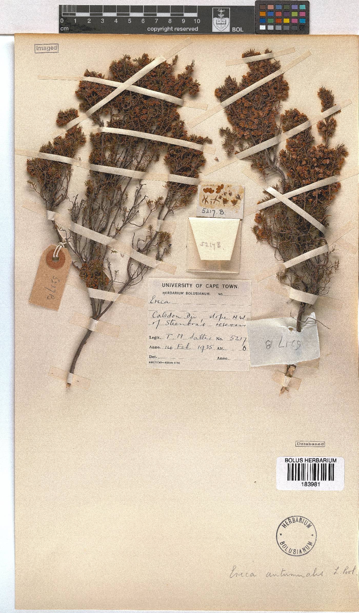 Erica autumnalis image