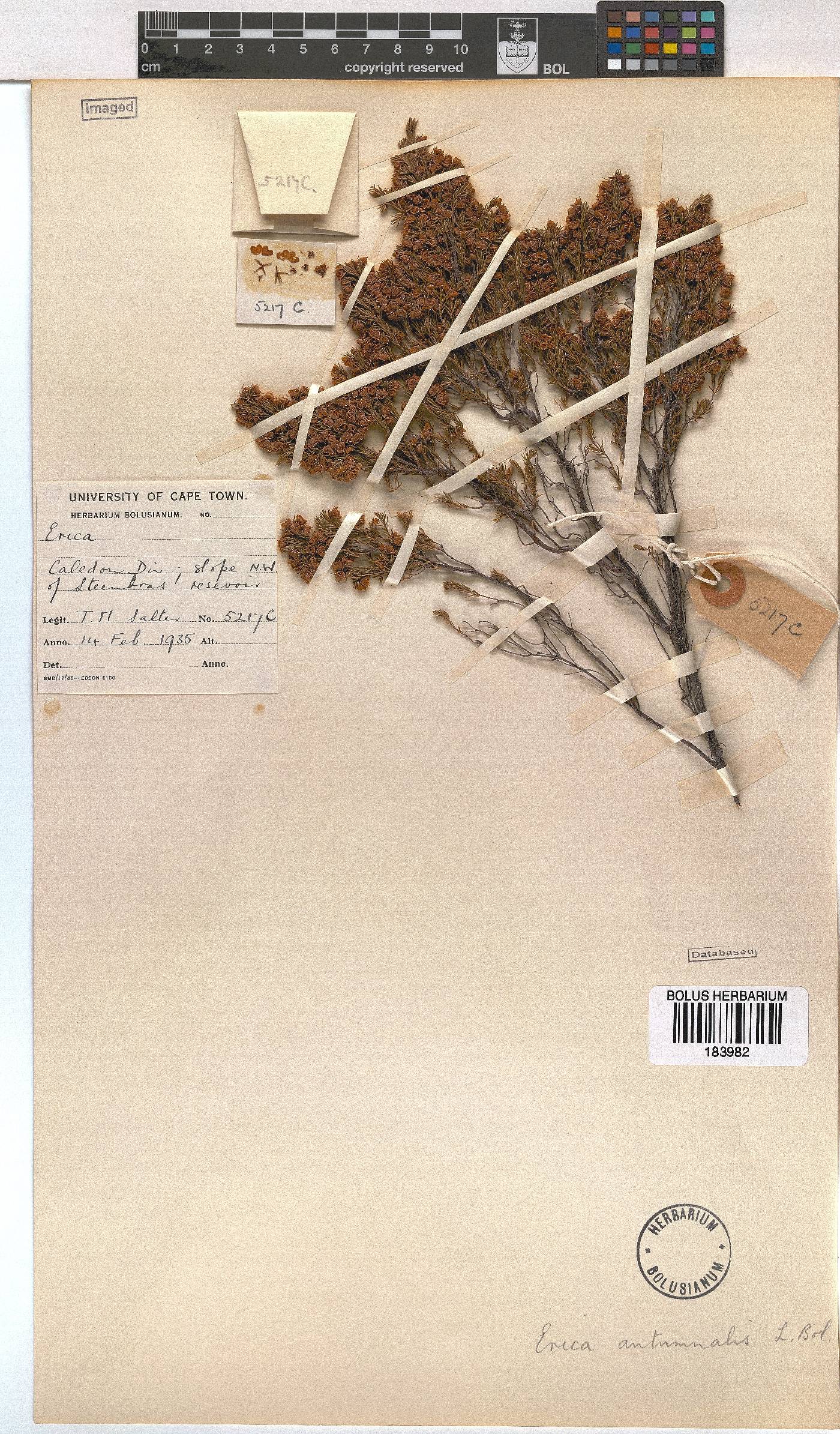 Erica autumnalis image