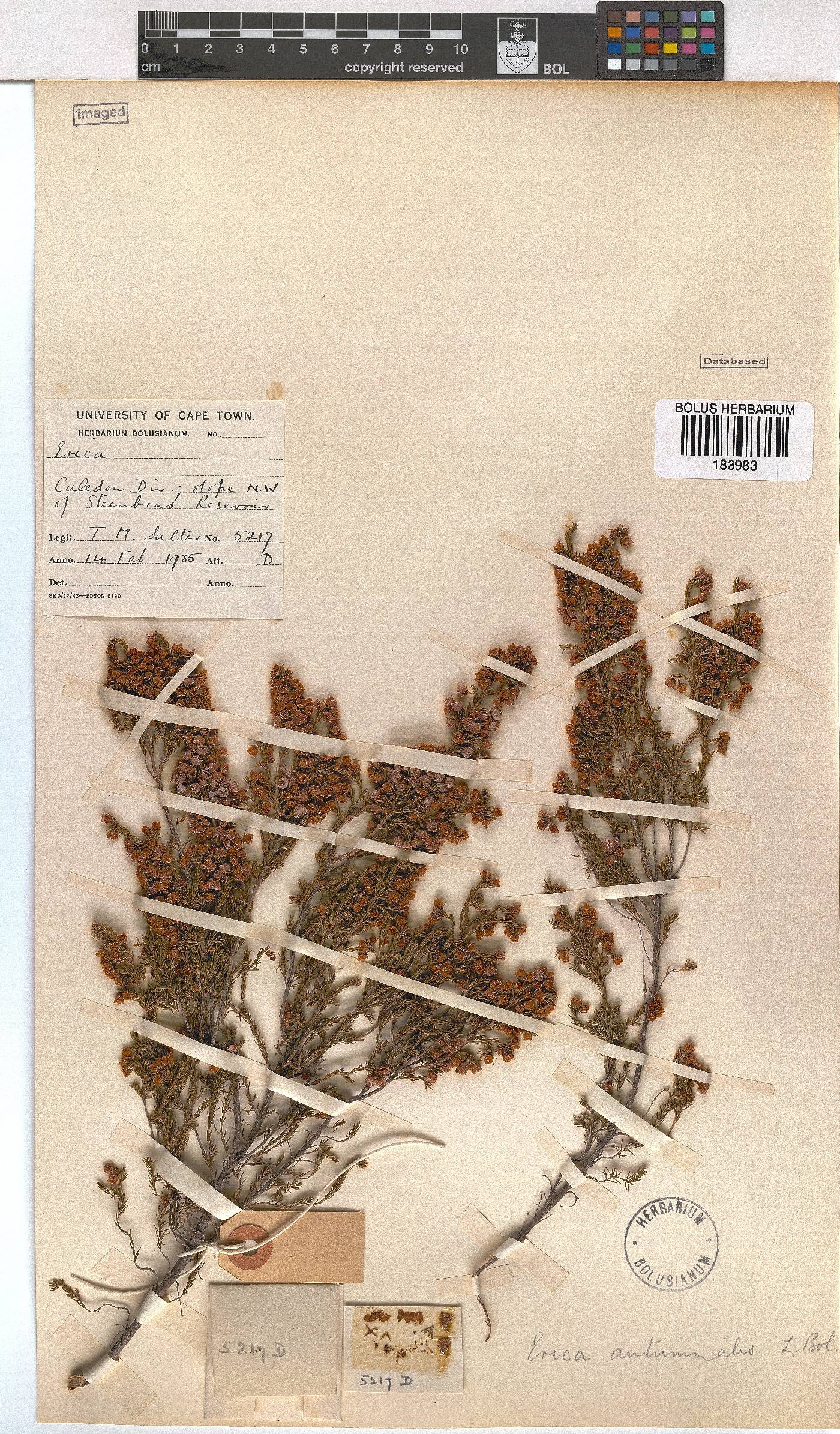 Erica autumnalis image