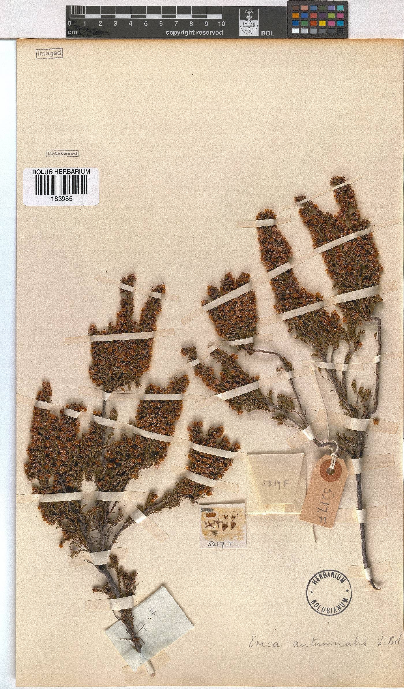 Erica autumnalis image