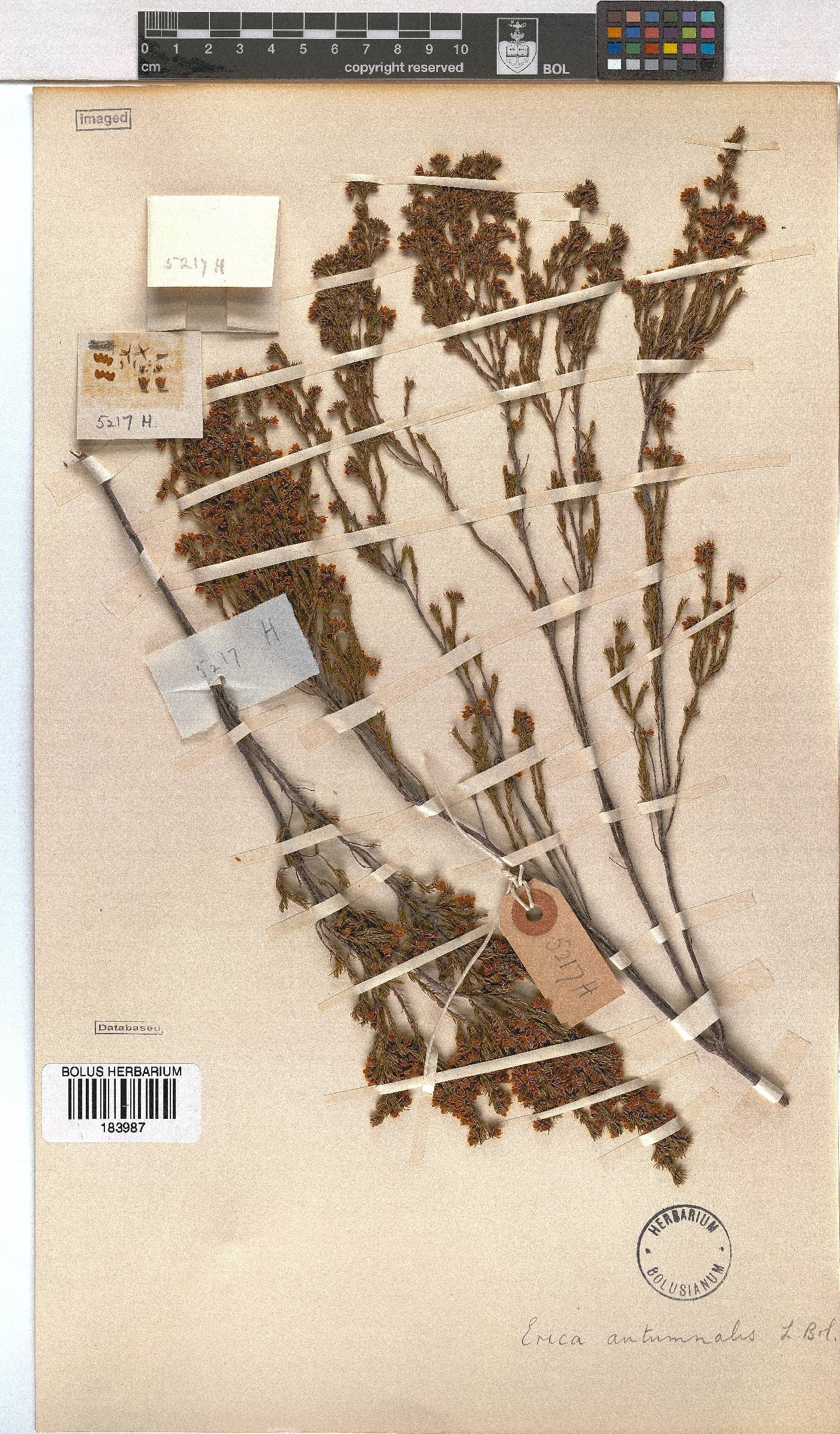 Erica autumnalis image