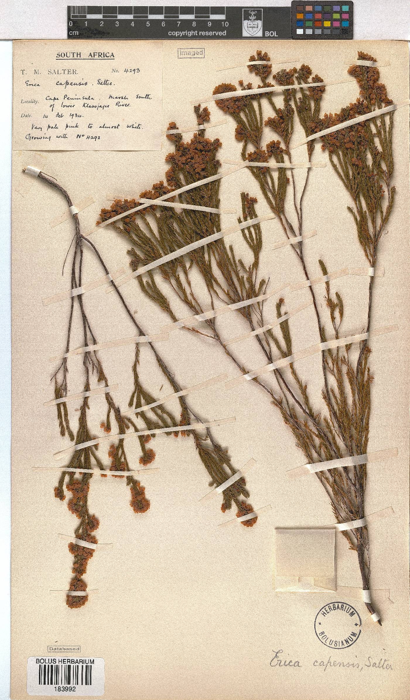 Erica capensis image