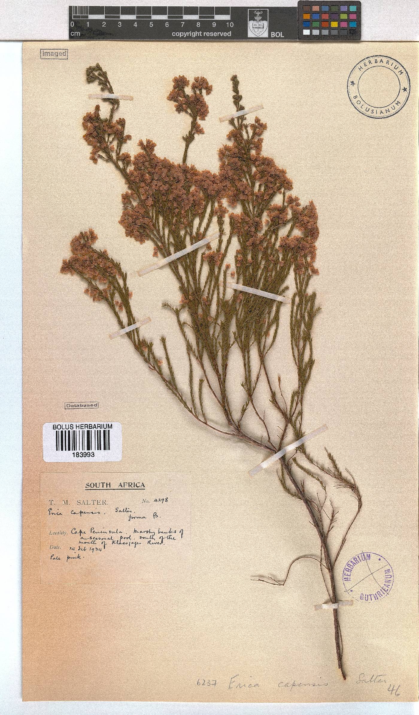Erica capensis image