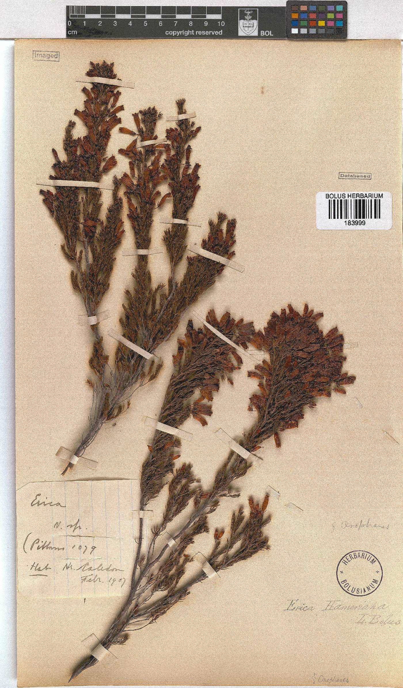 Erica hameriana image