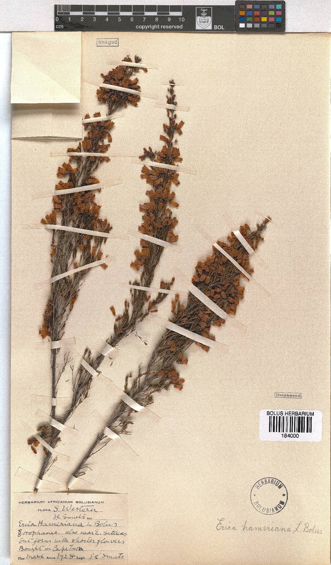 Erica hameriana image
