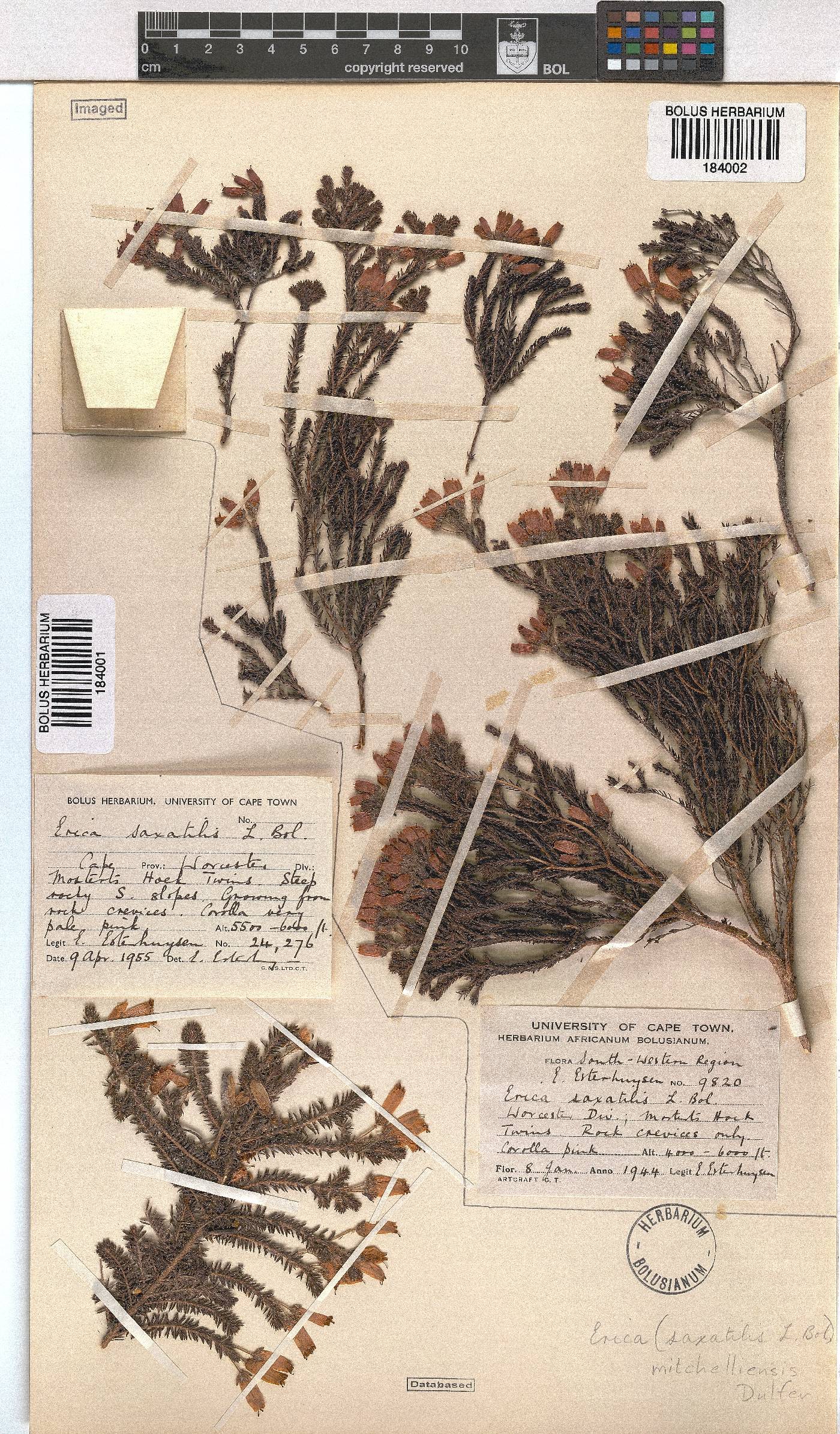 Erica mitchellensis image