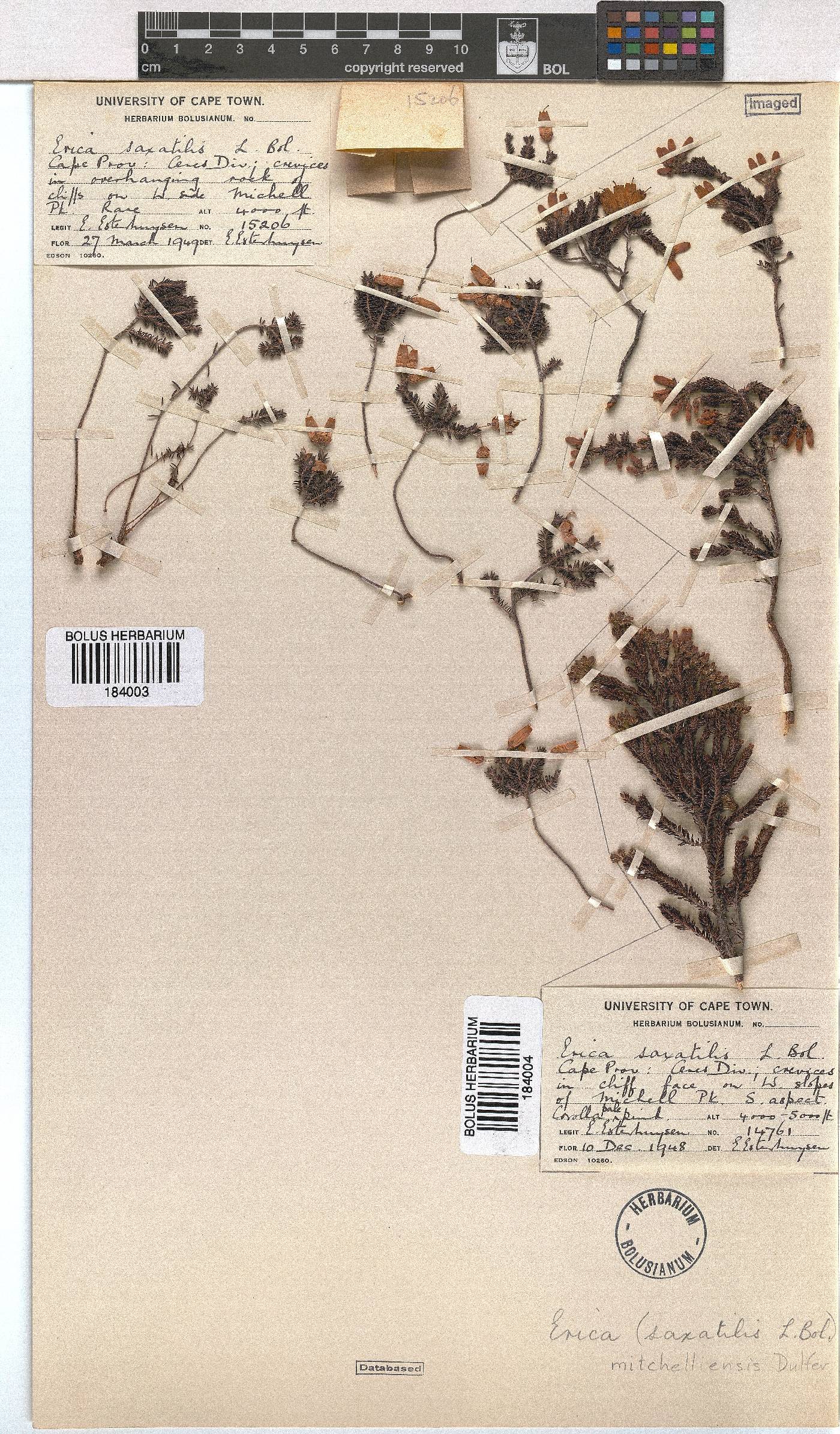 Erica mitchellensis image