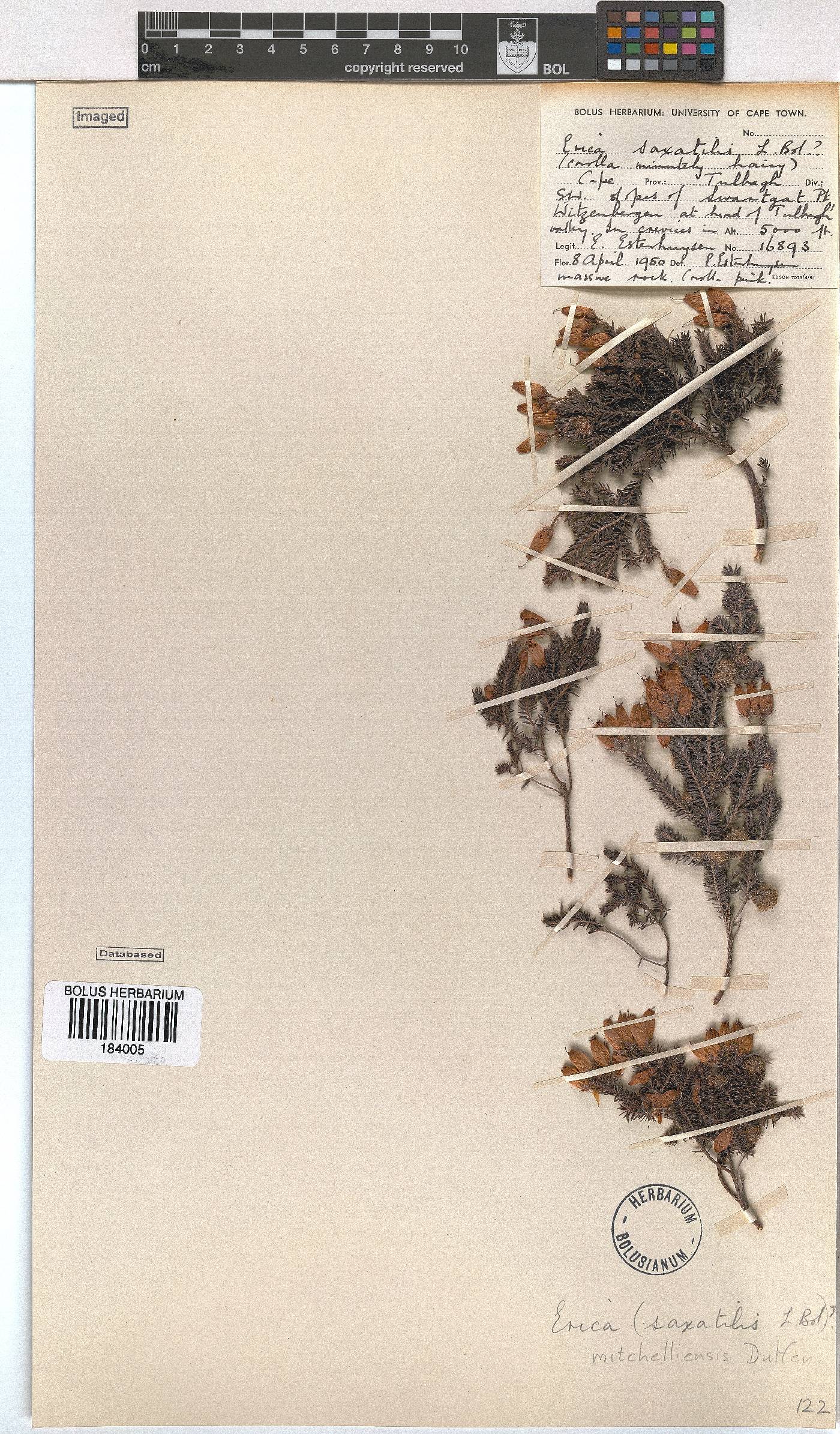 Erica mitchellensis image