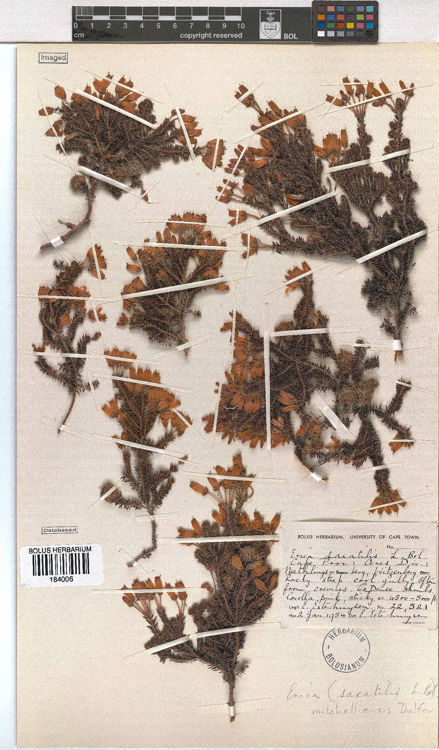 Erica mitchellensis image