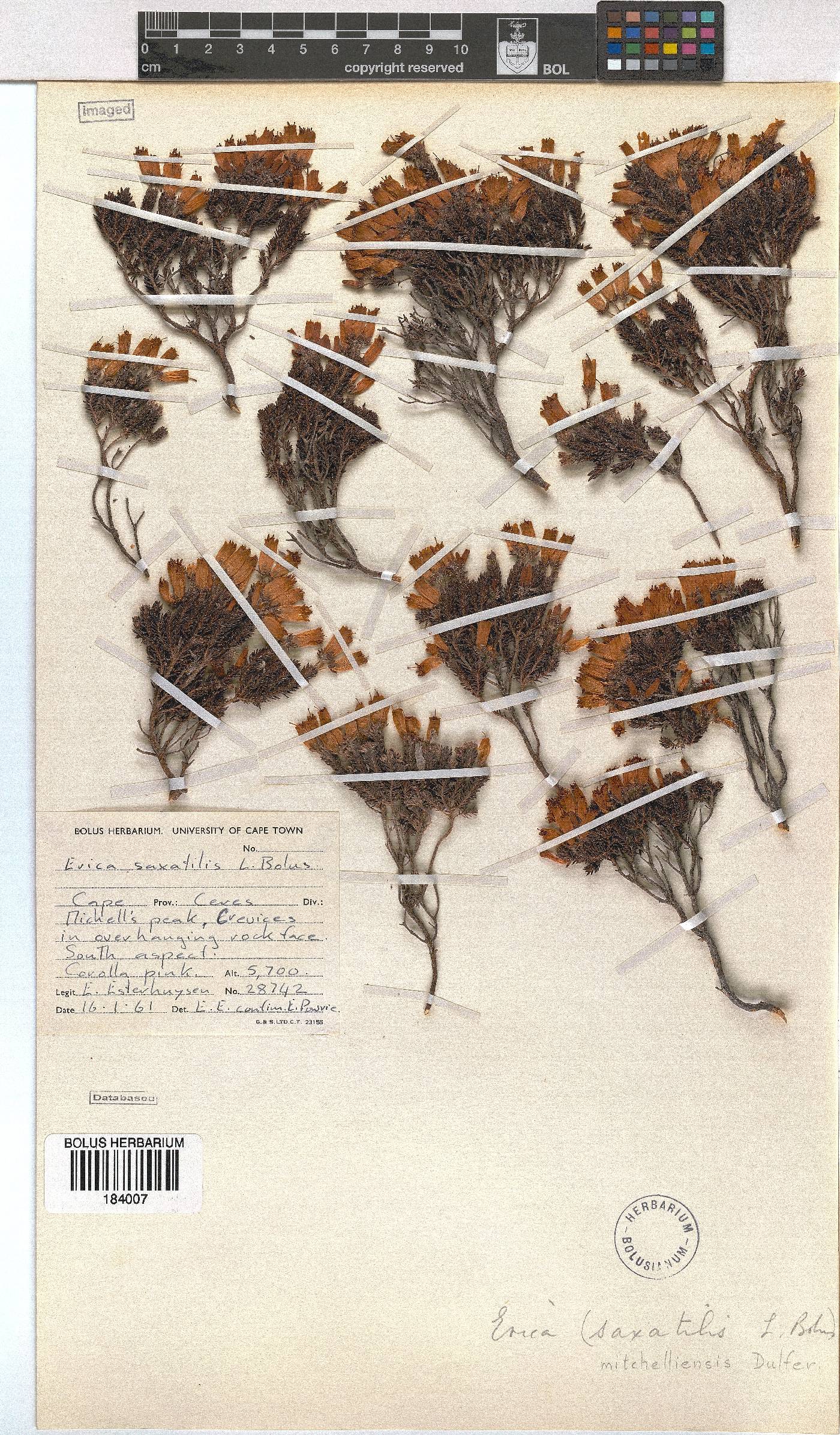 Erica mitchellensis image