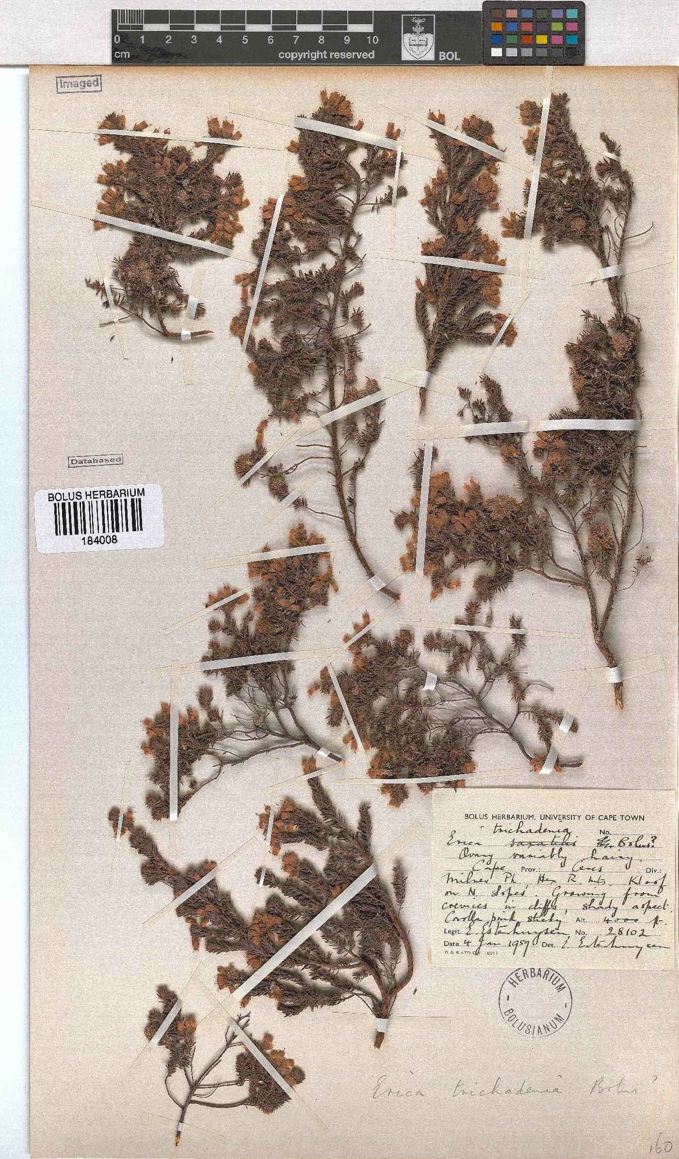 Erica mitchellensis image