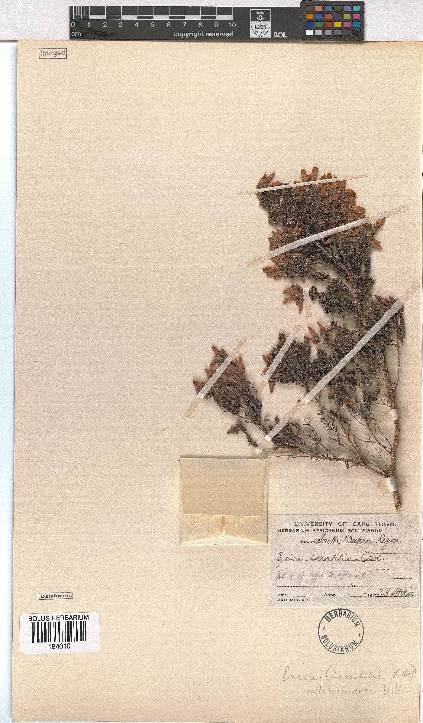 Erica mitchellensis image