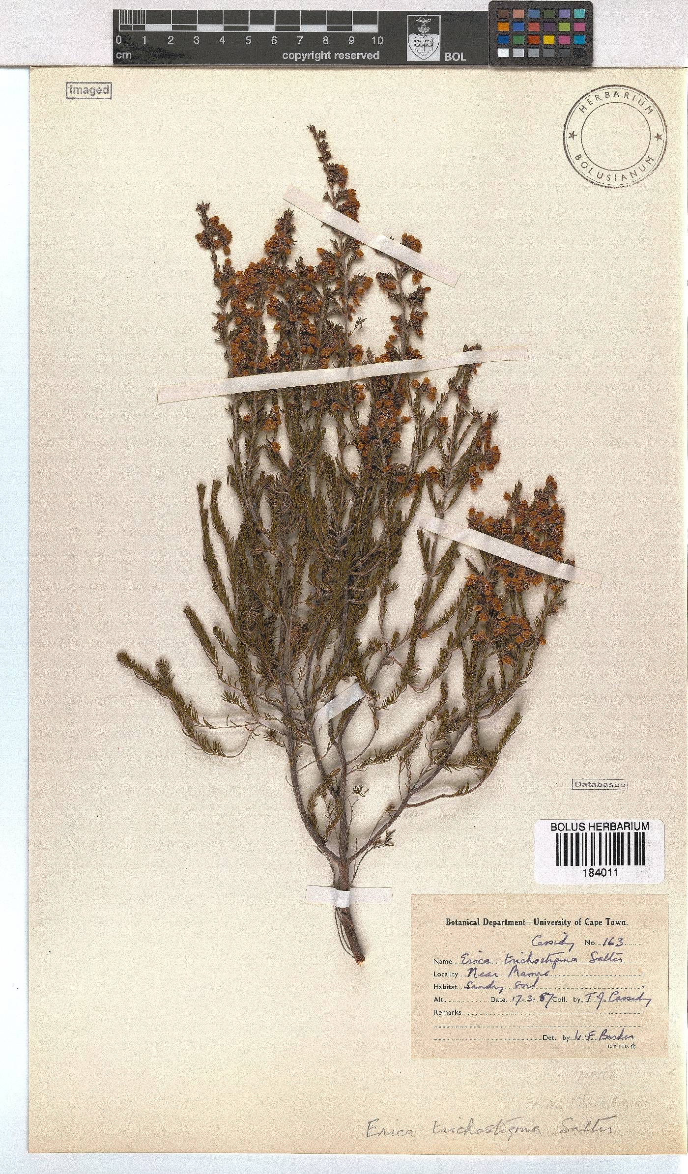 Erica trichostigma image