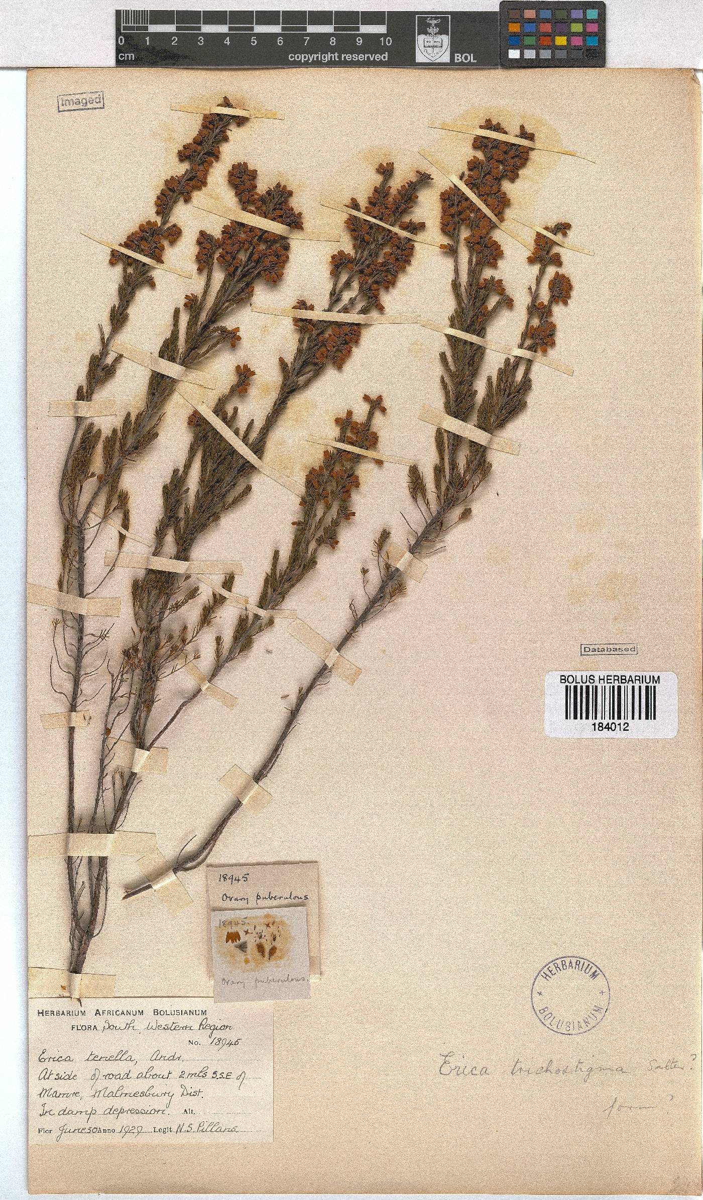 Erica trichostigma image