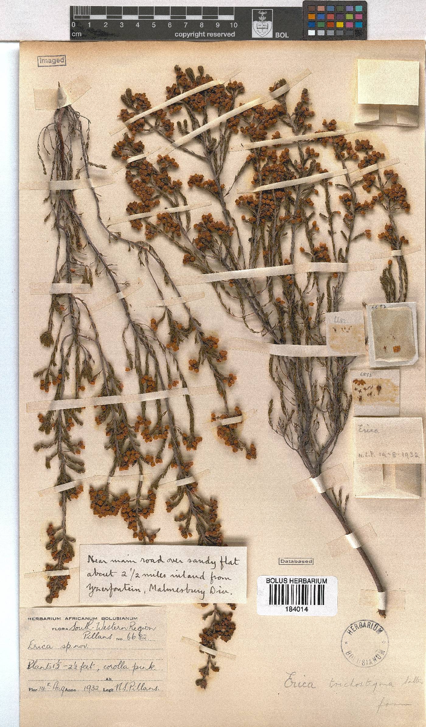 Erica trichostigma image