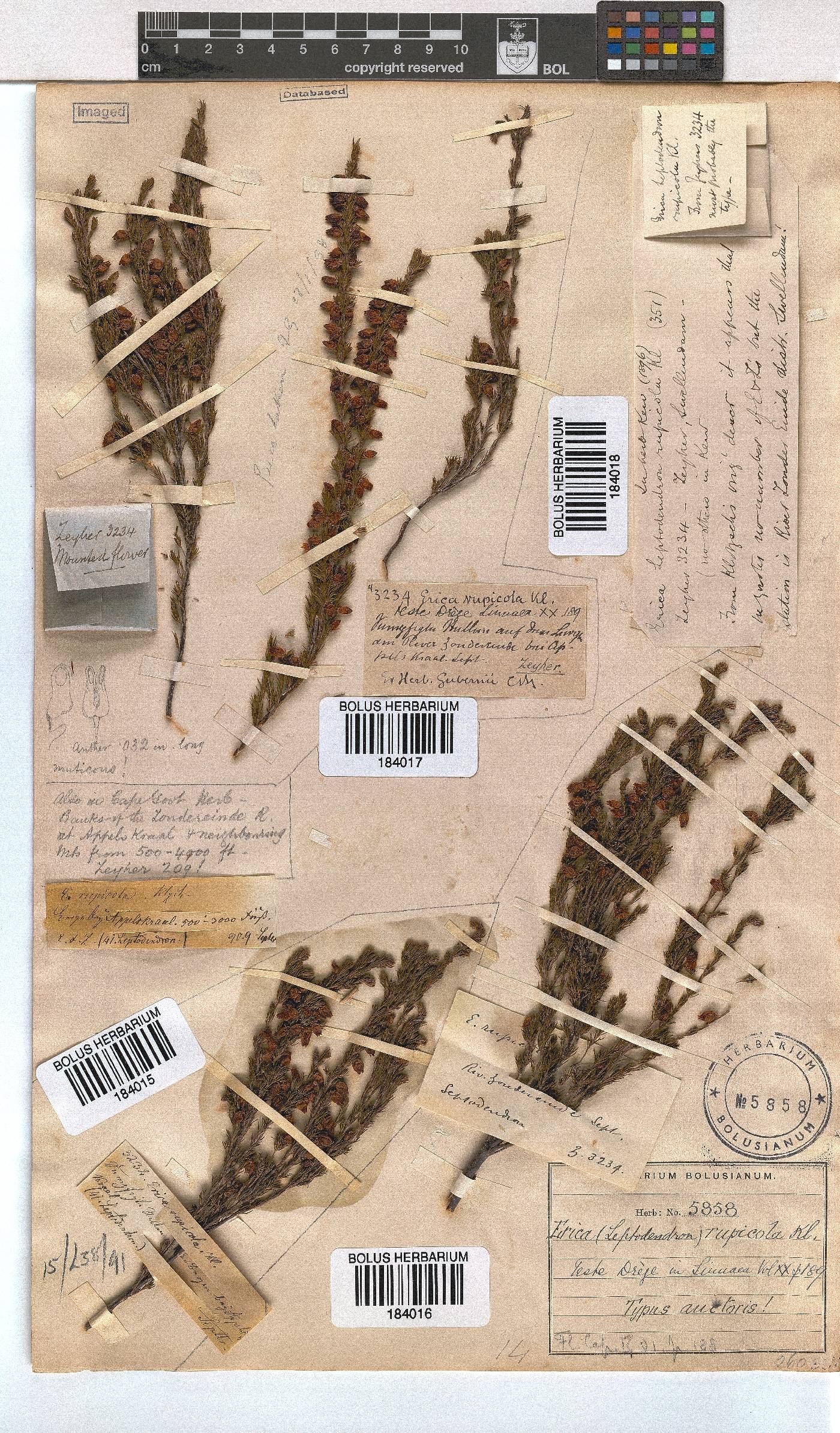 Erica rupicola image