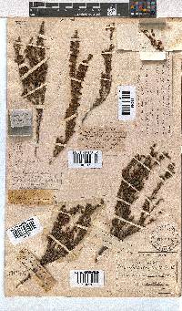 Erica rupicola image