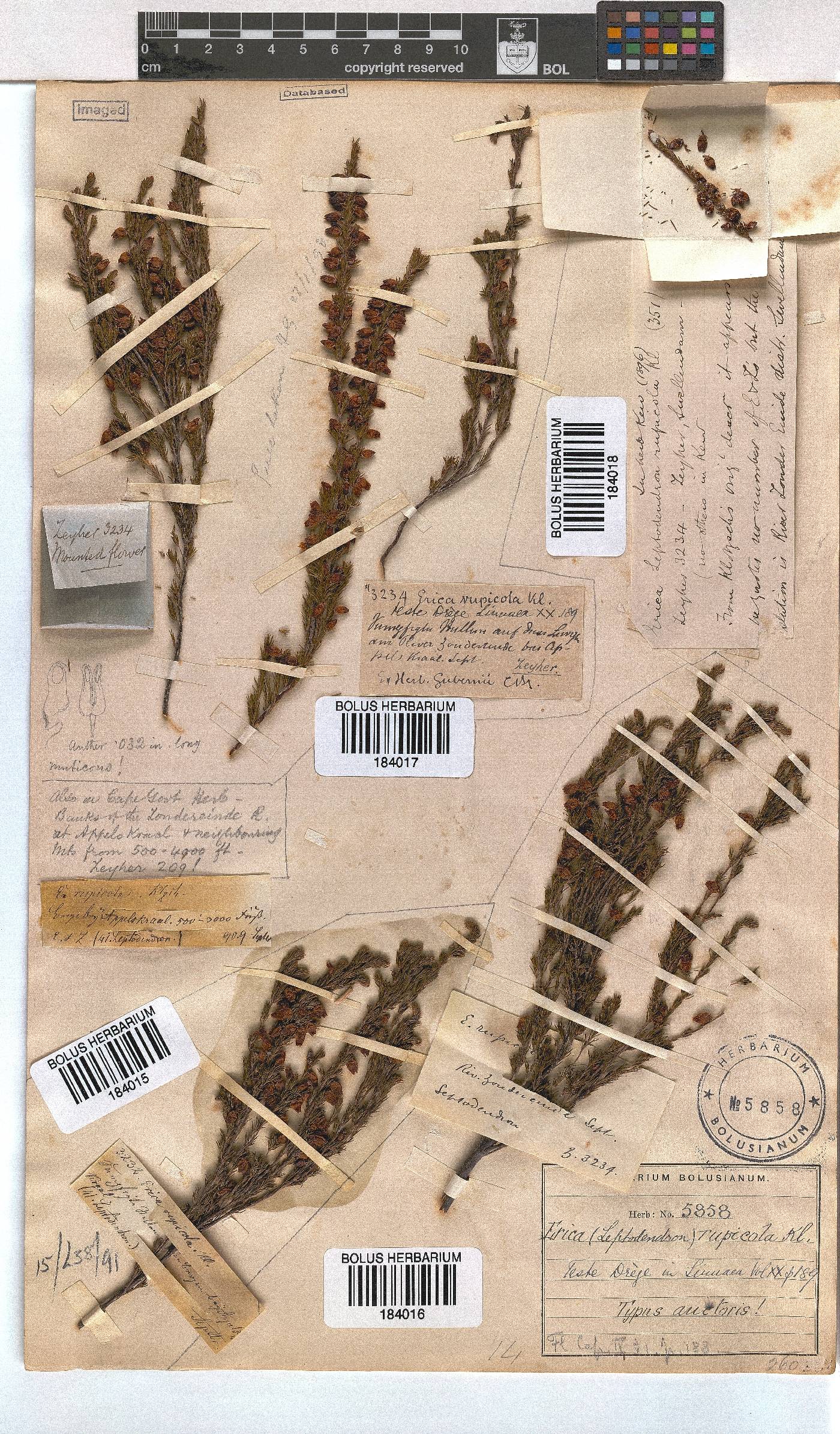 Erica rupicola image