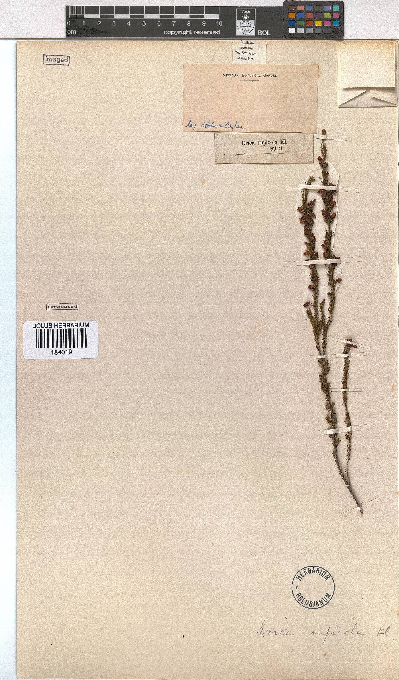 Erica rupicola image