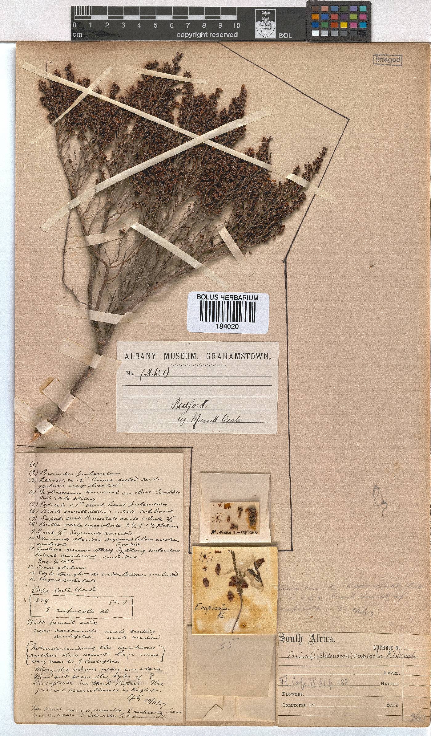 Erica rupicola image