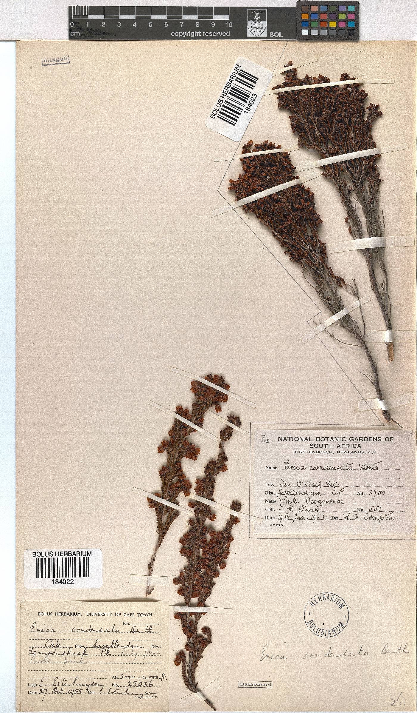Erica condensata image